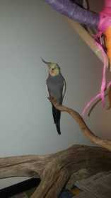 Lost Cockatiel