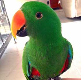 Lost Eclectus