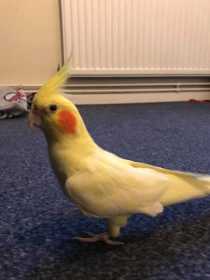 Lost Cockatiel