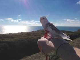 Lost Cockatiel