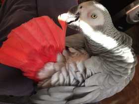 Lost African Grey