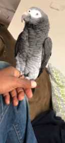 Lost African Grey