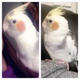 Lost Cockatiel