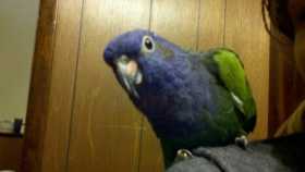 Lost Pionus
