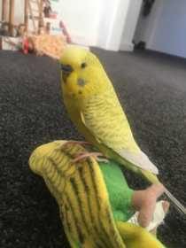 Lost Budgerigar