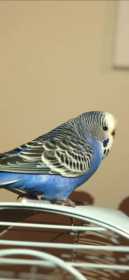 Lost Budgerigar