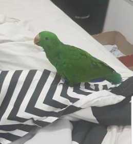 Lost Eclectus