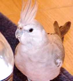 Lost Cockatiel