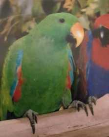 Lost Eclectus