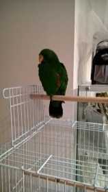 Lost Eclectus