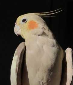 Lost Cockatiel