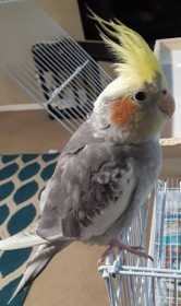 Lost Cockatiel