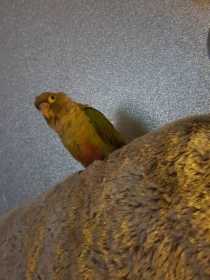 Lost Conure