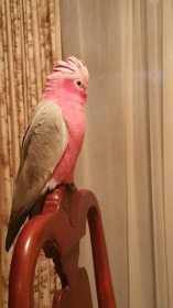 Lost Galah Cockatoo