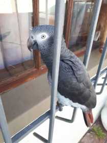 Lost African Grey