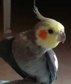 Lost Cockatiel