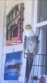 Lost Cockatiel