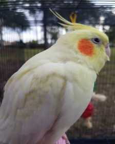 Lost Cockatiel