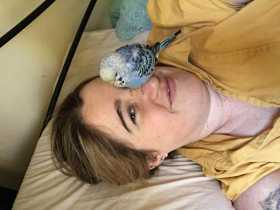 Lost Budgerigar