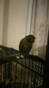 Lost Conure