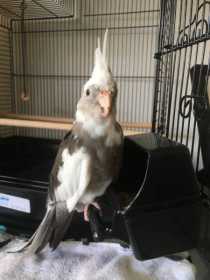 Lost Cockatiel