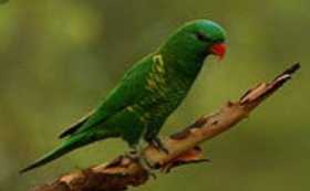 Lost Lory / Lorikeet