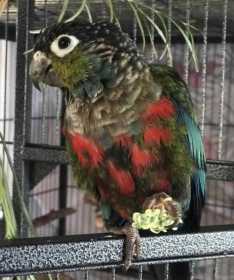 Lost Conure