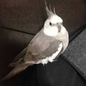 Lost Cockatiel