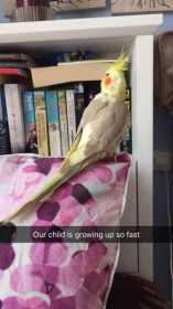 Lost Cockatiel