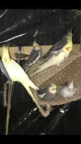Lost Cockatiel