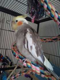 Lost Cockatiel