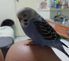 Lost Budgerigar