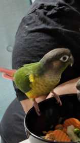 Lost Conure