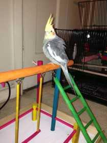 Lost Cockatiel