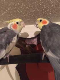 Lost Cockatiel
