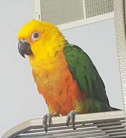 Lost Conure