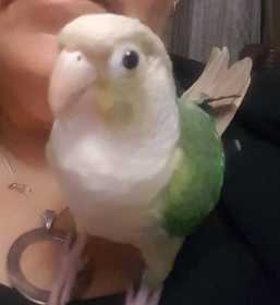 Lost Conure