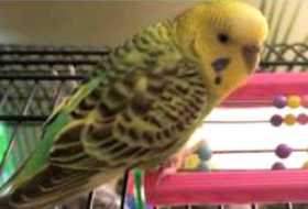 Lost Budgerigar