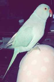 Lost Indian Ringneck Parakeet