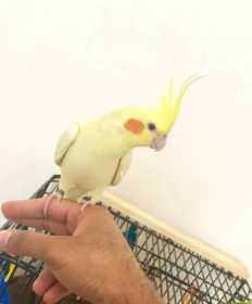 Lost Cockatiel