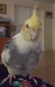 Lost Cockatiel