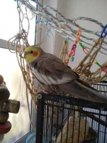 Lost Cockatiel
