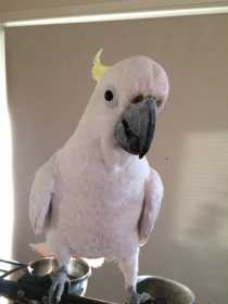Lost Cockatoo