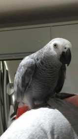 Lost African Grey