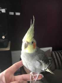 Lost Cockatiel