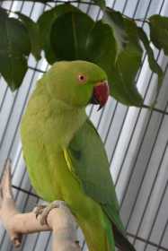 Lost Indian Ringneck Parakeet