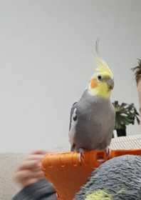 Lost Cockatiel