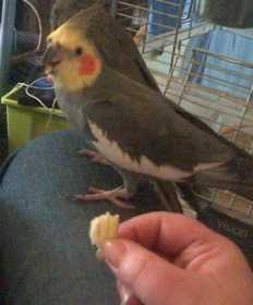 Lost Cockatiel