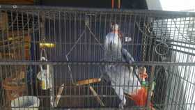 Lost African Grey