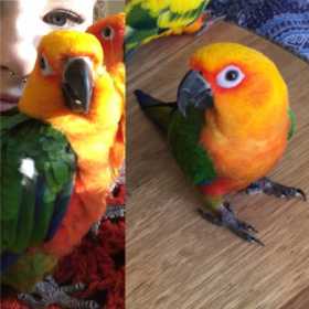 Lost Conure